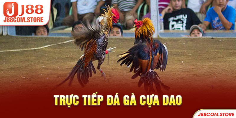 trực tiếp đá gà cựa dao